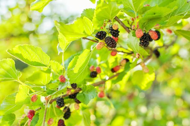 istock Purple red mulberries on a tree branch, blue sky background 1300820681