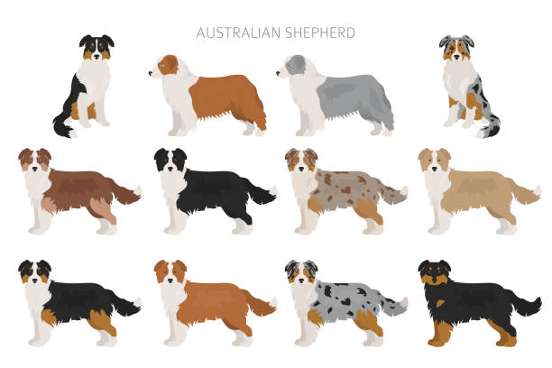 australischer schäferhund ohne schwanz. verschiedene variationen des fellfarbsets - australian shepherd stock-grafiken, -clipart, -cartoons und -symbole