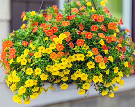 wide view of a hanging basket of million bells flowers