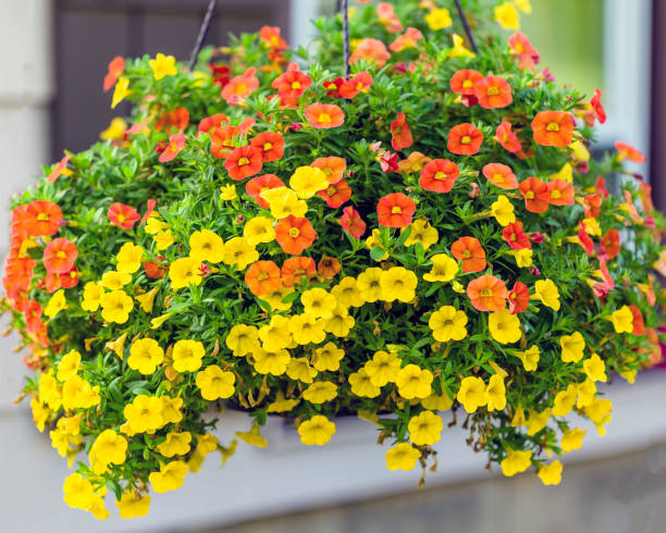 a wide view of a hanging basket of million bells flowers - hanging basket imagens e fotografias de stock