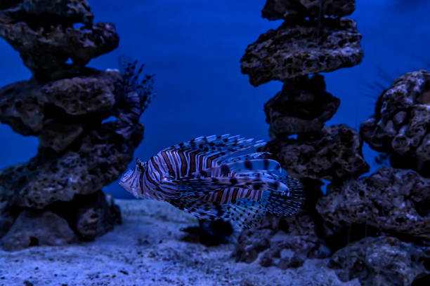 Sea inhabitants in the aquarium, view through the glass. Underwater world in miniature stock photo