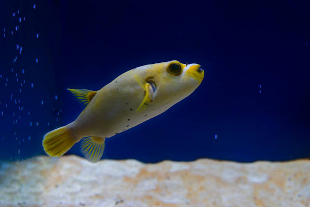 An aquarium, interesting sea inhabitants, fish behind glass. Undersea world stock photo