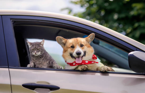 niedliche katze und hund mit großen augen ohren aus dem autofenster auf der straße gestochen - dog eared stock-fotos und bilder