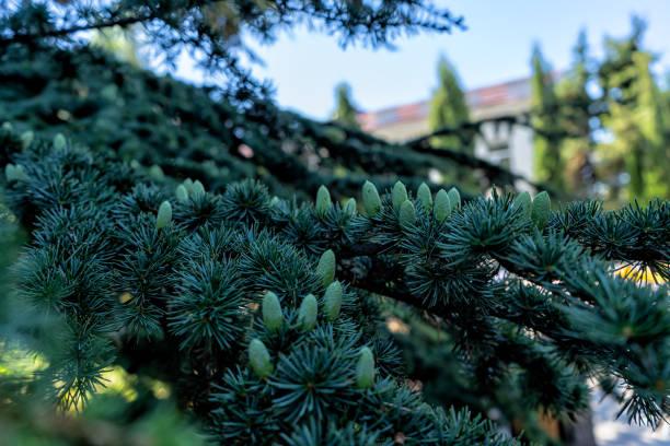 Huge spruce, cones of the Black Sea coast Resort town Sevastopol stock photo