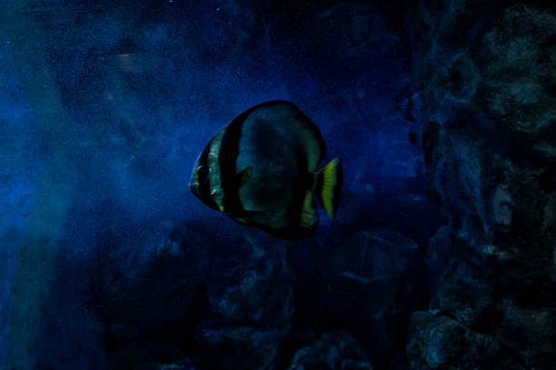 Sea inhabitants in the aquarium, view through the glass. Underwater world in miniature stock photo