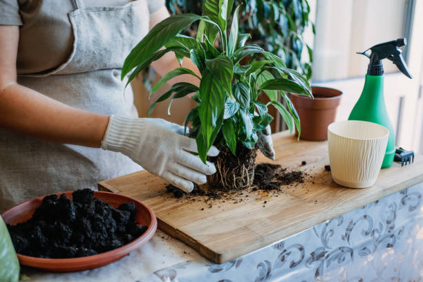 spring houseplant care, budząc się rośliny do domu na wiosnę. kobieta przesadza roślinę do nowego garnka w domu. roślina transplantacjowa ogrodnika spathiphyllum - sadzić rośliny do doniczek zdjęcia i obrazy z banku zdjęć