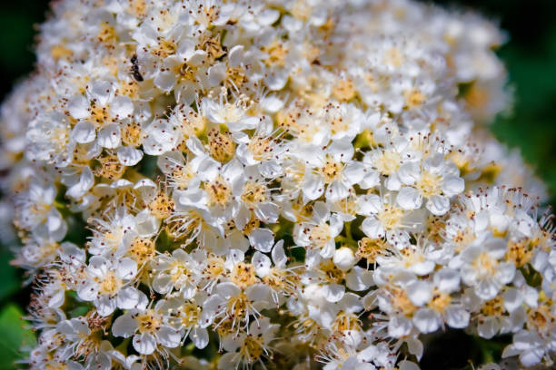 istock Rowan flowers on a branch on a blurred green background close-up. 1300823687