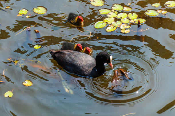 Portrait of a water bird