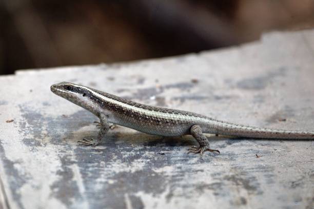 istock Striped skink, Trachylepis striata 1300823912