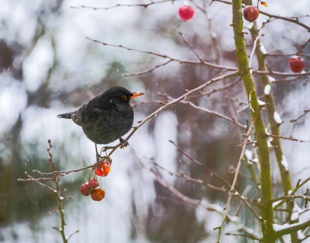 istock Blackbird sitting in an apple tree 1300824137