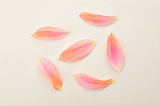 Begonia petals isolated on white background