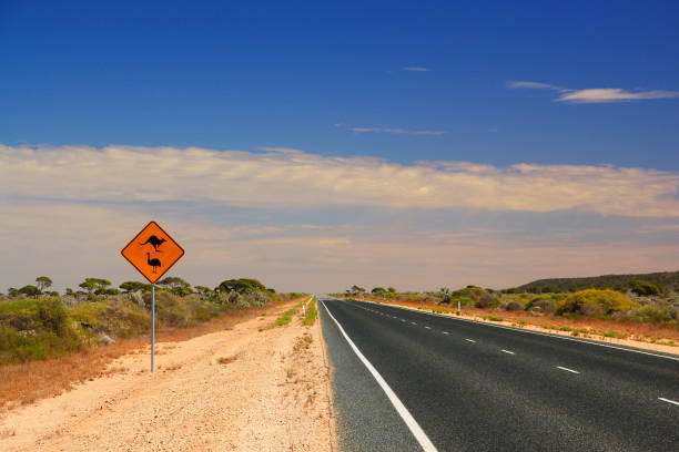 Australian road sign on the highway Travelling across the Australian outback kangaroo crossing sign stock pictures, royalty-free photos & images