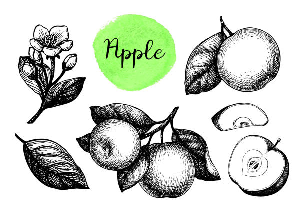 ilustrações, clipart, desenhos animados e ícones de conjunto de esboços da apple. - apple flowers