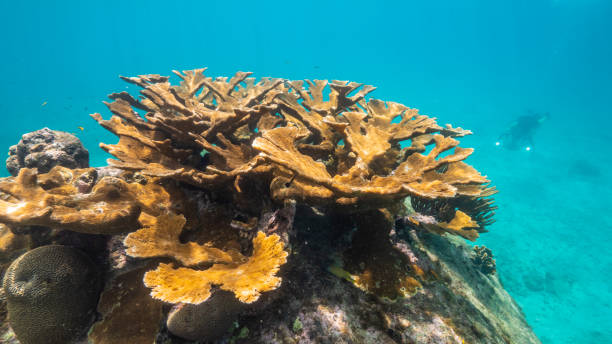 zeegezicht in ondiep water van koraalrif in caraïbische overzees, curacao met groot koraal elkhorn - acropora palmata stockfoto's en -beelden