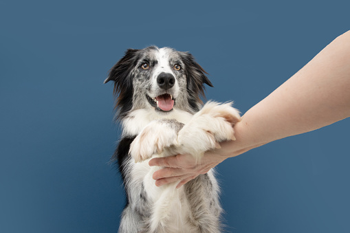 Portrait funny high five border collie dog trick. Obedience concept. Isolated on blue background
