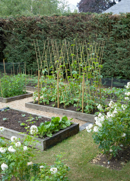 istock Vegetable patch, vegetables growing in a UK garden 1300829118