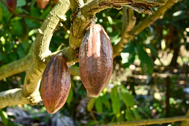 istock Close up the cacao fruit in Vietnam. 1300829201