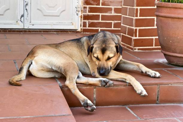 istock A relaxing dog in front of house. 1300829262