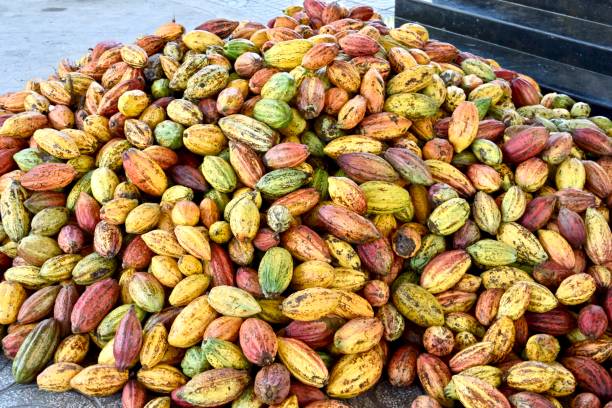 istock Many cacao fruit on the ground. 1300829295