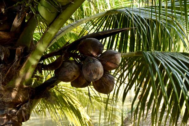 istock The tropical fruit on the tree in Vietnam. 1300829296