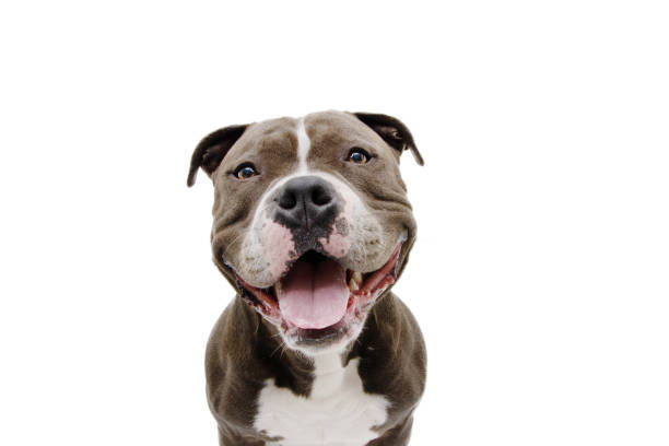 retrato americano bully dog com expressão feliz. isolado em fundo branco. - pit bull terrier - fotografias e filmes do acervo
