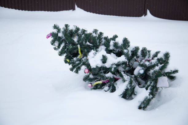istock A Christmas tree is lying on the snow. 1300830662