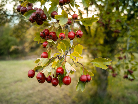 Close shot of common hawthorn fruits.