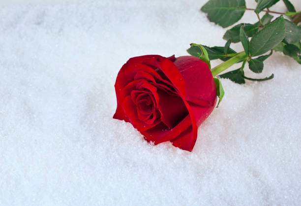 istock Rose flower on the snow 1300830823