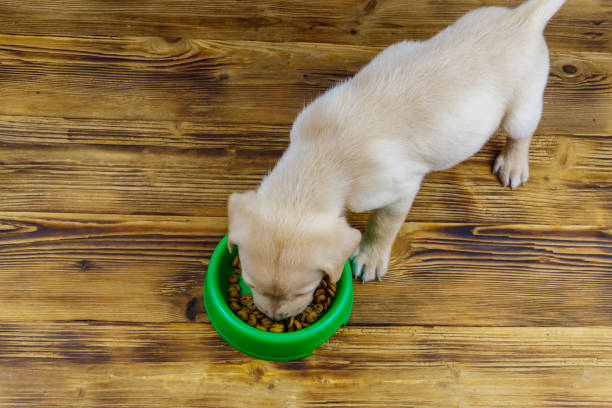 mały uroczy labrador retriever szczeniak pies jedzenie jego jedzenie z zielonej plastikowej miski na podłodze - 7070 zdjęcia i obrazy z banku zdjęć