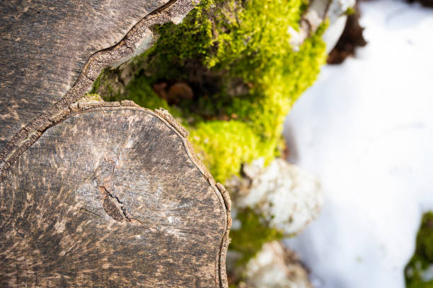 (Selective focus) Close-up view of a cut tree trunk covered by moss. Natural background with copy space.