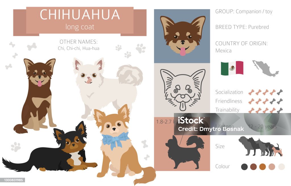 Chihuahua Long Coated Dog Isolated On White Characteristic Color Varieties Temperament Info Dogs Infographic Collection Stock Illustration - Download Image Now - iStock Chihuahua Long Coated Dog Isolated On White Characteristic Color Varieties Temperament Info Dogs Infographic Collection Stock Illustration - Download Image Now - iStock