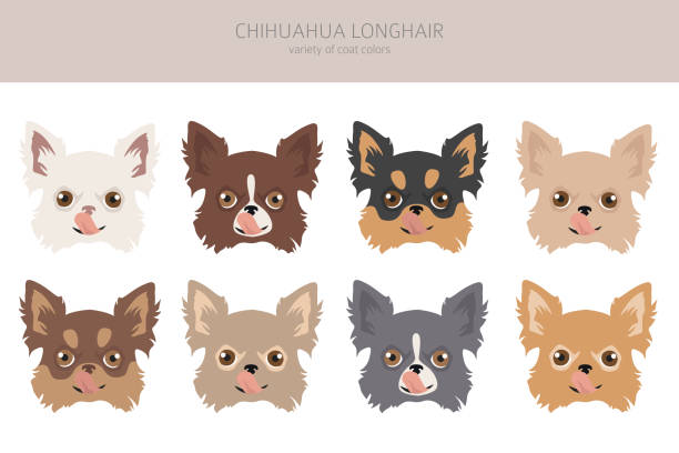 ilustraciones, imágenes clip art, dibujos animados e iconos de stock de perros chihuahua diferentes colores de abrigo. conjunto de personajes de chihuahuas - long haired chihuahua mixed breed dog purebred dog long hair