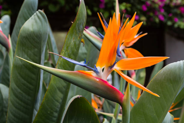 istock Strelitzia Flowers in Tenerife, Spain 1300833075