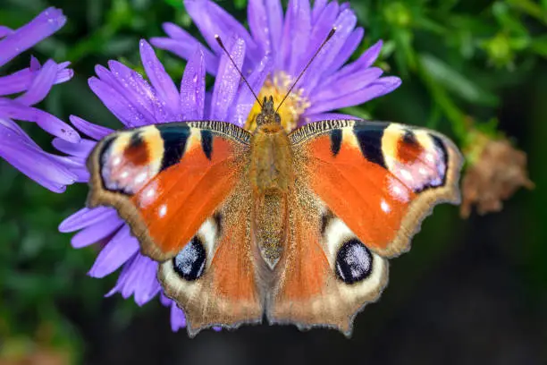 Photo of Peacock-butterfly - Aglais-io - on an Aster flower