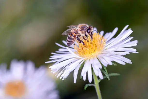 Bee - Apis mellifera - pollinates a blossom of the daisy flower - Leucanthemum vulgare