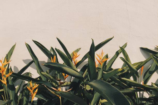istock Yellow flowers blossoming 1300833444