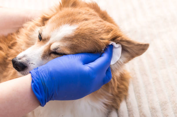owner cleans his dog's ears with a cotton pad stock photo