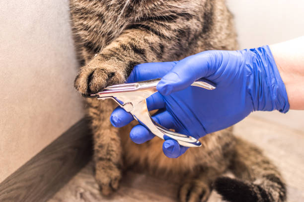 istock owner cuts the cat's nails close-up 1300833458
