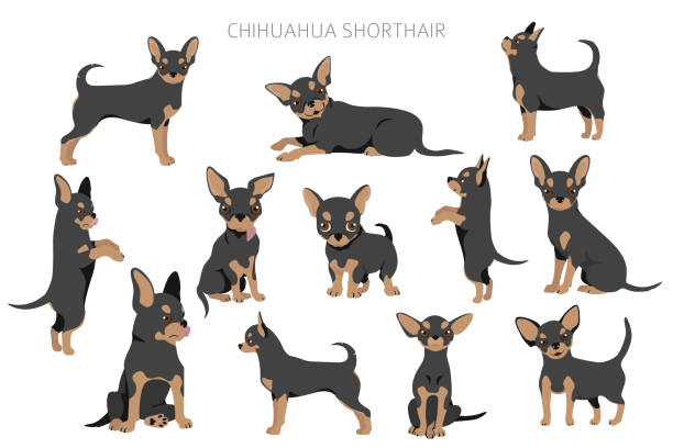 illustrations, cliparts, dessins animés et icônes de chiens de chihuahua dans différentes poses. ensemble adulte et chiot - young animal characters clothing coat