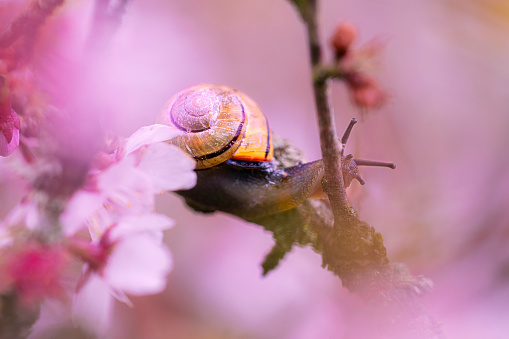 A snail in a cherry tree blossom tree