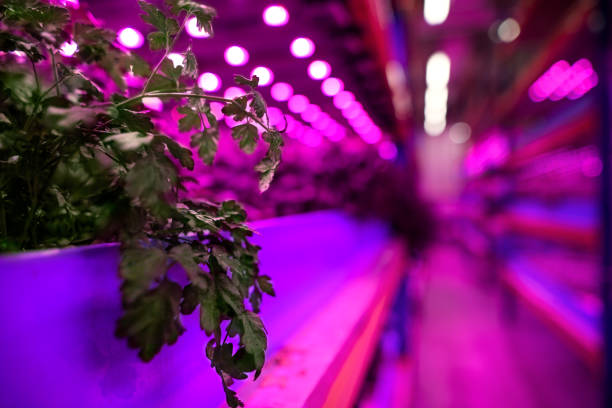 Aquaponic farm, sustainable business and artificial lighting. Aquaponic farm, sustainable business and artificial lighting concept. aquaponics photos stock pictures, royalty-free photos & images