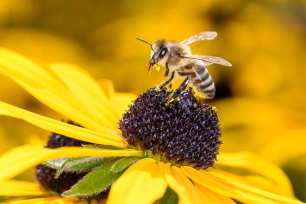 bee - apis mellifera - zapyla rudbeckia fulgida - bee honey bee single flower honey zdjęcia i obrazy z banku zdjęć