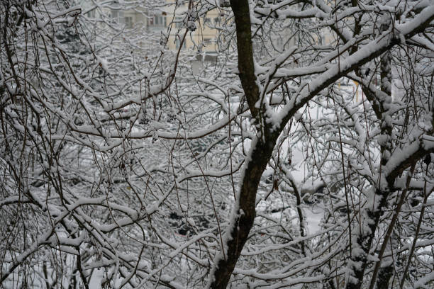 istock Trees covered with snow. After the snowfall. 1300835740