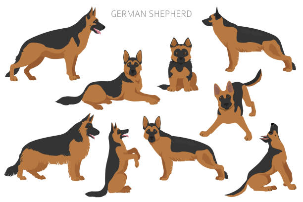 異なるポーズでドイツの羊飼いの犬。シェパードキャラクターセット - german sheppard点のイラスト素材／クリップアート素材／マンガ素材／アイコン素材