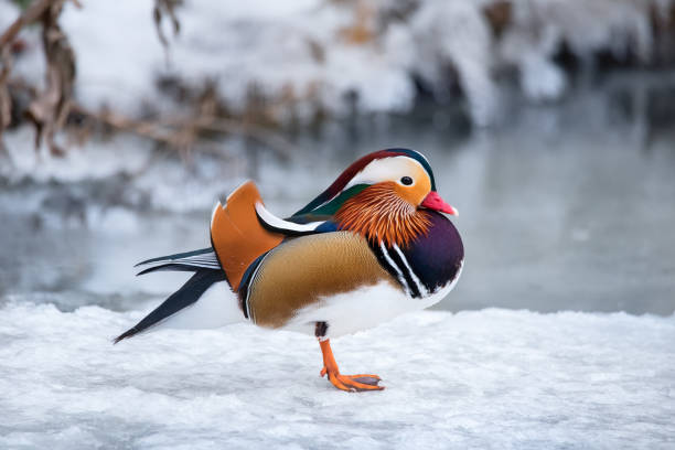 美しいカラフルな男性マンダリンダック - duck pond mandarin red ストックフォトと画像