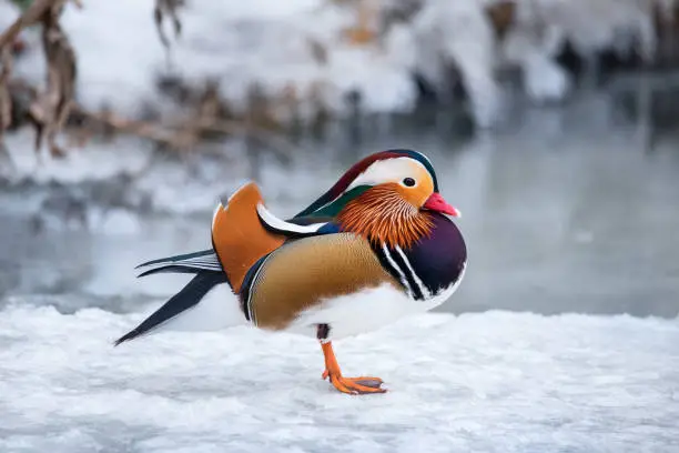 Photo of Beautiful colorful male Mandarin Duck