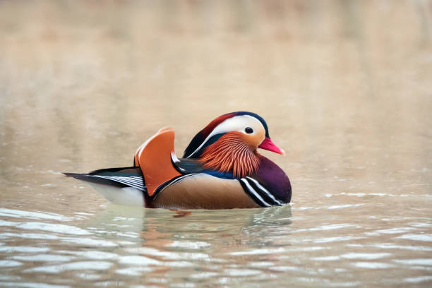 piękna kolorowa kaczka mandarynka - duck pond mandarin red zdjęcia i obrazy z banku zdjęć