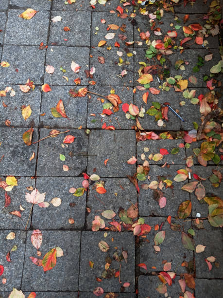 istock autumn leaves on pavement 1300837218