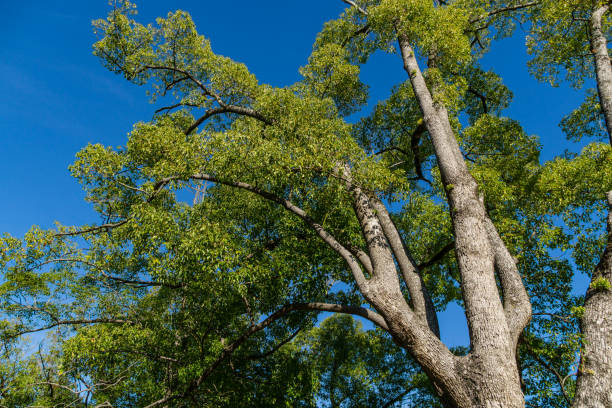 hermosa longevidad gran árbol de alcanfor (cinnamomum camphora) madera de alcanfor común o laurel de alcanfor con hojas perennes en sochi.  hermoso paisaje de la naturaleza para cualquier diseño - alcanforero fotografías e imágenes de stock