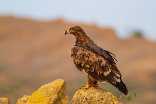 Steppe Eagle.. A large eagle with rich brown plumage, wide wings, and seven well-splayed “fingers” at the wingtip. The steppe eagle is a large bird of prey. Like all eagles, it belongs to the family Accipitridae. The eagle with the dietary habits of a vulture. steppe eagle aquila nipalensis stock pictures, royalty-free photos & images